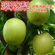 梨樹(shù)苗嫁接翠冠梨新品種特大南方北方種植黃金梨當年結果梨子樹(shù)苗 翠冠梨  4年苗當年結果