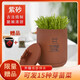 甘泉村廠家直銷紫砂豆芽罐生豆芽機(jī)家用生豆芽神器發(fā)花生芽陶瓷豆芽罐 小款紫砂豆芽罐（發(fā)2斤豆芽）
