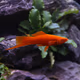 AIPHAROW高帆紅箭魚(yú)活體觀(guān)賞魚(yú)高鰭月光魚(yú)米奇胎生魚(yú)熱帶魚(yú)皮球瑪麗魚(yú)活體 紅箭通貨2條（4-6cm）