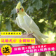 YWZR玄鳳鸚鵡活體黃化玄鳳會(huì)學(xué)說話可繁殖鳥手養(yǎng)寵物一對活物鸚鵡活鳥 一只斷奶手養(yǎng)黃化(包教說話)
