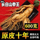 人參長(cháng)白山鮮人參東北新鮮人參泡酒真空特大保鮮參 (單支毛重約600g)