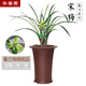 華香園春蘭老八種【宋梅】蘭花苗濃香型養(yǎng)蘭入門室內(nèi)耐陰綠植花卉 宋梅 1棵3苗 不帶花苞 裸根發(fā)貨