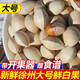果鮮水香新鮮徐州邳州白果  生銀杏果帶殼白果仁 5斤（開果器+食譜）特大號