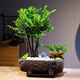 自然空間黑骨茶盆栽室內植物景觀(guān)禮品 鵬程萬(wàn)里叢林紫檀+配套座 源頭直發(fā)
