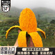 四叔公果蔬（現(xiàn)摘 順豐）新鮮椰香雞蛋芒芒果 產(chǎn)地直發(fā)雞蛋芒香甜芒果新鮮當(dāng) 5斤 精美禮盒裝