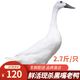湘明有絮正宗連城白鶩鴨農家散養老土鴨黑嘴整鴨現殺速凍足2年母白鷺鴨 2只（2.7斤/只）