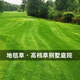美外高爾夫地毯草種子四季長(cháng)青免修剪耐踐踏草籽矮生草種草皮種子 地毯草種子1斤