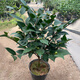 香妃茶花盆栽名貴稀有品種帶花苞濃香型樹(shù)苗烈香室外陽(yáng)臺花卉植物陽(yáng)臺植物室外花卉花卉盆栽山茶花四季開(kāi)花 香妃茶精選6年半樹(shù)齡本店-高45~50cm【 含盆