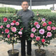 庭院耐寒山茶花冬季四季常青花卉耐冬茶花樓頂耐凍大型樹苗綠植花 【帶花苞】耐冬茶花2.5公分粗1.2米高