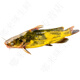 安峰山淡水庫昂刺魚黃辣丁新鮮生活現(xiàn)殺黃骨魚嘎魚淡水產(chǎn)生鮮京鮮配送 2斤