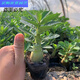 SMMIO沙漠玫瑰小苗盆栽植物辦公桌面盆景室內(nèi)老樁綠植 高度710 m m 不含盆