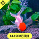 AIPHAROW精品獅子頭觀(guān)賞魚(yú)大魚(yú)冷水魚(yú)金魚(yú)活體招財魚(yú)淡水魚(yú)小金魚(yú)苗 14-15CM精品爆頭丹頂紅1條