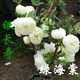 海棠花苗銀長(cháng)壽綠寶石海棠花盆栽綠海棠盆景樹(shù)樁耐寒室內花卉綠植海棠盆景紅梅盆景苗旺之春 5年綠寶石海棠當年開(kāi)花 5年綠寶石海棠