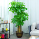 嘆為觀止大型植物發(fā)財(cái)樹盆栽植物辦公室室內(nèi)開業(yè)喬遷送禮步步高三桿樹盆栽 發(fā)財(cái)樹 咖啡金福瓷盆 高1.7-1.8m 含盆