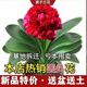 [當(dāng)年開(kāi)花】君子蘭花君子蘭盆栽君子蘭苗四季常青植物蝴蝶蘭 新品君子蘭【大紅】 圓頭10-14片葉【三個(gè)月開(kāi)花】