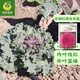 鳳鳴雅世 羽衣甘藍種子蔬菜種子葉牡丹花園春秋季陽(yáng)臺盆栽種籽蔬菜種孑 京冠紅羽衣甘藍種子100粒