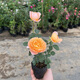 魔月月季花果汁陽(yáng)臺微小型玫瑰花苗濃香庭院花卉植物盆栽薔薇帶花苞 果汁陽(yáng)臺（精致小苗）新手推薦 育苗杯發(fā)貨