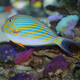 興國海（Singoseafarm）吊類(lèi)海水魚(yú) 海水黃金吊藍吊興國海 紋吊 5-6cm