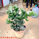 玉麒麟盆栽 麒麟掌 植物 四季常青綠植 仙人掌觀(guān)賞盆景 玉麒麟高15-20厘米 不含盆
