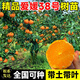 姬緣希愛(ài)媛38號樹(shù)苗果凍橙苗紅美人柑桔樹(shù)苗橘子樹(shù)苗南北方種植當年結果 10年大苗（結果爆滿(mǎn)）送4年苗1棵