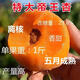 嫁接帝王杏樹(shù)苗凱特金沙杏子樹(shù)苗新品特大四月杏果樹(shù)苗南北方種植 特大帝王杏樹(shù)苗 2年苗【小苗】1顆