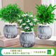 綠有意綠蘿籮發(fā)財樹(shù)綠植盆栽花卉室內吸除甲醛桌面水培懶人植物四季好養 辦公3盆】九里香+清香木+竹柏