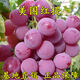 葡萄苗 紅提無(wú)籽紅提子苗 葡萄樹(shù)苖大果紅提葡萄四季盆栽地載當年結果葡萄樹(shù) 6年苗【結果苗】 樹(shù)苗
