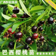 櫻桃樹(shù)苗巴西甜櫻桃黑果扁圓原杯帶土帶葉發(fā)貨可盆栽地栽南方果苗 芭西櫻桃 二年苗