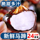 皓謙新鮮馬蹄9斤荸薺當(dāng)季大地脆栗梨農(nóng)家水果非去皮餑薺蔬菜 1000g