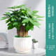 春枝韻發(fā)財樹(shù)室內盆栽植物花卉小綠植客廳辦公室金錢(qián)樹(shù)大盆景 三桿發(fā)財樹(shù)(蓮花瓷盆) 含盆
