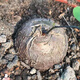 秋穎龜甲龍南非龜甲龍 塊根多肉植物爬藤綠植室內(nèi)凈化空氣盆栽 修葉發(fā) 南非龜甲龍1.5-2Cm左右
