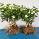 凝慧茉莉花盆栽老樁白茉莉庭院陽(yáng)臺(tái)室內(nèi)外栽種四季花卉濃香茉莉花苗 老樁白茉莉8年苗