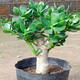 玉樹盆栽老樁盆景大型含盆室內(nèi)辦公桌面綠植盆栽花卉 六年老樁帶葉子 不含盆
