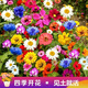 赤卉戶(hù)外庭院組合花籽易活一年四季都開(kāi)花室外春季播種花種子大全花子