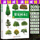 輕松辨識(shí)282種常見(jiàn)樹(shù)木 常見(jiàn)樹(shù)木圖鑒 定價(jià)48