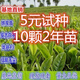 登越茶葉苗安吉白茶黃金芽茶苗普洱茶龍井碧螺春南方種植四季茶葉樹(shù)苗 白茶4年苗 不含盆
