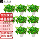 九千谷綠蘿8盆裝辦公室桌面綠植盆栽花卉盆景帶自動(dòng)吸水盆源頭直發(fā)