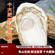 燈塔水母【順豐】山東特產(chǎn)乳山活鮮鮮活生蠔 牡蠣海蠣子海鮮水產(chǎn)燒烤食材 凈重9斤 6XL(約290-340g/只)