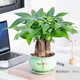 春枝韻發(fā)財樹(shù)室內盆栽植物花卉小綠植客廳辦公室金錢(qián)樹(shù)大盆景 三桿發(fā)財樹(shù)(蓮舞陶瓷盆) 含盆
