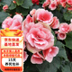 歐芽重瓣麗格海棠盆栽開(kāi)花室內陽(yáng)臺花卉玫瑰玻璃海棠 公主麗格海棠 含加侖盆