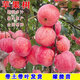 蘋(píng)果樹(shù)樹(shù)苗紅富士盆栽地栽南北方種植耐寒矮化嫁接果樹(shù)苗當年結果 紅富士 4年大苗 蘋(píng)果樹(shù)苗 81cm(含)-110cm(含)