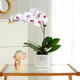 社細中夢(mèng)蝴蝶蘭帶花盆栽帶花水培植物花卉室內植物花苗客廳特級 【雪域】蝴蝶蘭帶花+方陶瓷盆