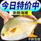 諾斯食美大號金鯧魚(yú)海捕平魚(yú)鮮活冷凍金昌魚(yú) 5條精品裝 大號金鯧魚(yú)