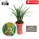 劉閣蘭花 蘭花苗建蘭四季蘭草小桃紅 金邊藝現(xiàn)帶花苞出售室內(nèi)好養(yǎng)花卉盆栽 6苗連體裸根帶花苞