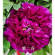 一名花匠（YIMINGHUAJIANG）牡丹花苗盆栽大苗洛陽(yáng)正宗帶花苞牡丹花苗纏枝重瓣花卉牡丹花樹(shù)苗 紫二喬 含盆