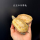 富龜龜寶家養(yǎng)寵物龜金線草龜活體小烏龜長壽龜深水龜金線龜墨龜草龜苗 白玉草龜6-8厘米（2只情侶龜）