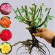 5棵8年老樁玫瑰花樹苗四季開花盆栽地載花卉室外薔薇花苗爬藤 玫瑰老根花色隨機(jī)（5棵裝）