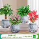 綠有意綠蘿籮發(fā)財(cái)樹綠植盆栽花卉室內(nèi)吸除甲醛桌面水培懶人植物四季好養(yǎng) 發(fā)財(cái)樹+吉利紅+金枝玉葉+綠蘿