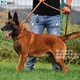 活體寵物馬犬幼犬活體 黑馬犬 幼犬寵物狗狗 比利時(shí)馬犬幼犬 活體寵物狗 寵物級 公