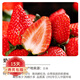 歐悟 四季草莓苗 奶油草莓秧帶盆帶土草莓樹(shù)苗庭院陽(yáng)臺盆栽地栽果樹(shù)苗 奶油草莓20棵裸根帶泥 高度7-15cm